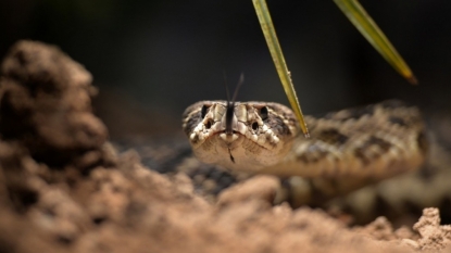 Four-legged snake fossil discovered