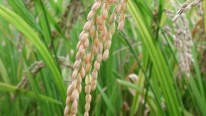 GMO rice produces much less methane