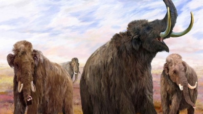 Genetic Analysis reveals how Woolly Mammoths survived Extreme Climatic