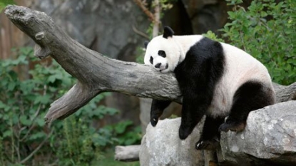 The giant panda and his underactive thyroid