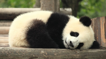 Giant pandas as sluggish as sloths, lazier than koalas: scientists