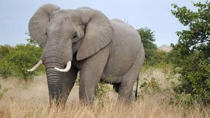 Obama Unveils Ivory Rules To Protect Elephants