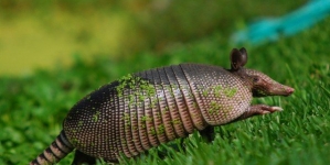 Health officials: Armadillos causing spike in Florida leprosy cases