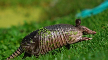 Health officials: Armadillos causing spike in Florida leprosy cases