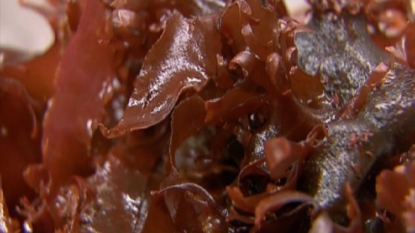 Healthy Seaweed That Tastes Like Bacon