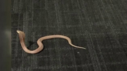 Houston police catch 2-foot-long cobra at high-rise apartments, aggressive