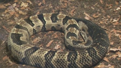 Man dies after being bitten by rattlesnake while camping with family in