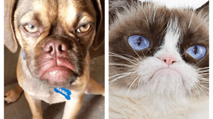 Move over Grumpy Cat, now there’s Grumpy Dog