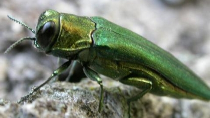 Invasive insect results in quarantine of ash wood