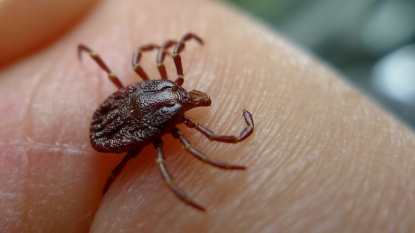 Geographic Area with High Risk for Lyme Disease Has Grown