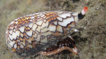 Killer sea snail venom may yield new cancer drugs