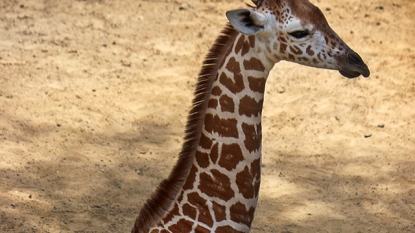 Baby giraffe dies in accident at Dallas Zoo