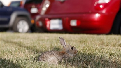 Lush conditions fuel Colorado increase in rabbit fever | News – Home