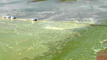 Madison County beaches shut down by blue-green algae blooms