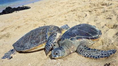 Man Arrested For Allegedly Shooting Turtle Rescue Volunteer