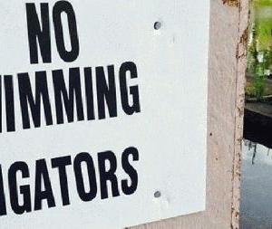 Man swimming dies after being attacked by alligator in Texas