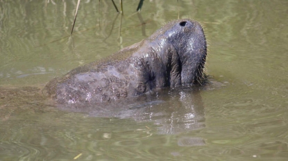 Manatee spotted in Chesapeake and Delaware Canal; boaters urged to maintain