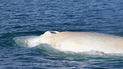 One of world’s rarest humpback whales spotted in NZ (+ photo) – TVNZ