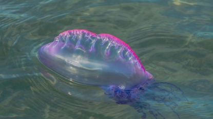 More man-of-war sightings made on New Jersey’s beaches