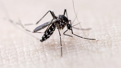 Mosquito test positive for West Nile in areas of Ohio