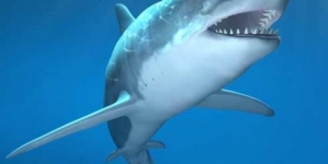 NAT GEO REPORT: Shark Attack Risk Is Down Sharply Since 1950