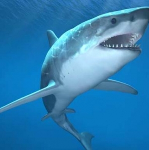 NAT GEO REPORT: Shark Attack Risk Is Down Sharply Since 1950