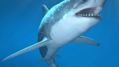 NAT GEO REPORT: Shark Attack Risk Is Down Sharply Since 1950