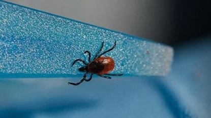 Blacklegged Tick Populations Have Expanded Via Migration