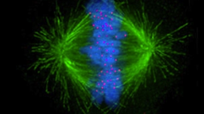 Cell Division Mechanism Discovery Could Help Us Fight Cancer