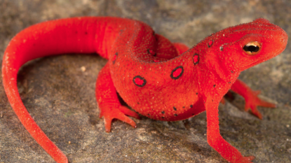 Newly Discovered Fungus could severely Impact Salamanders in US