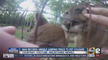 Ohio zoo presses charges against man who petted cougars