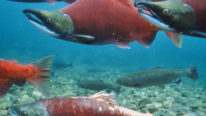 Columbia River Sockeye Salmon dying