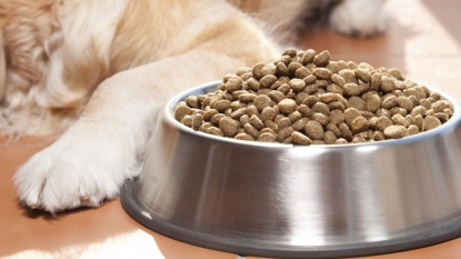 Pet food maker Stella & Chewy’s recalls some products | abc11.com