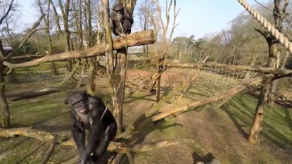 US court dismisses chimp lawsuit