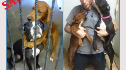 Photo on Facebook of two dogs hugging saves them from certain death