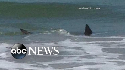 Couple stopped from using homemade shark cages on North Carolina beach