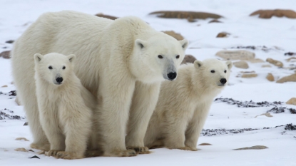 Are Polar bears on the brink of extinction? | TND