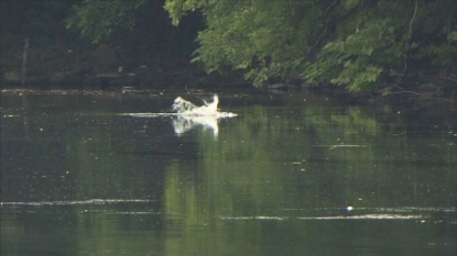 Alligator captured in New Jersey river