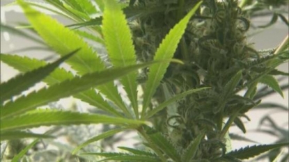 Pot legalization group files new signatures in ballot effort