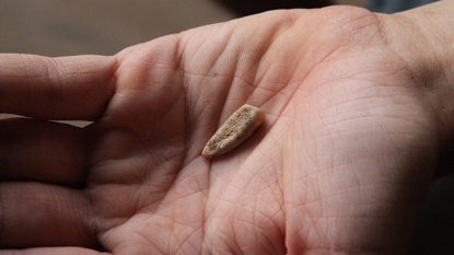 French students find 560,000-year-old human tooth