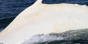 Rare whale cruises through Cook Strait