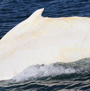 Rare whale cruises through Cook Strait