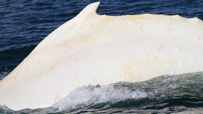 Rare whale cruises through Cook Strait