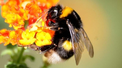 Research Links Climate Change to Bumblebee Decline in North America and