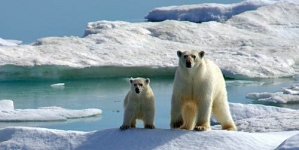 Researchers wonder if Polar Bears are On Tract For Extinction Soon – Dispatch