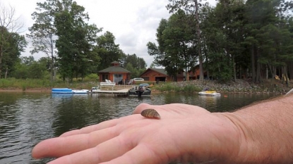 Zebra Mussels Found in Clearwater Lake, Ruth Lake