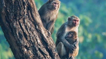 Scientists connect rat and monkey brains to establish ‘organic computer’ network