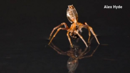 Seafaring spiders use legs as sails, silk as anchor