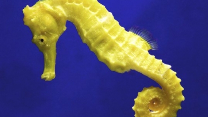 Seahorse-inspired robots to assist in surgeries | Zee News