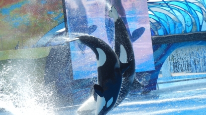 SeaWorld suspends employee who PETA says tried to infiltrate its group